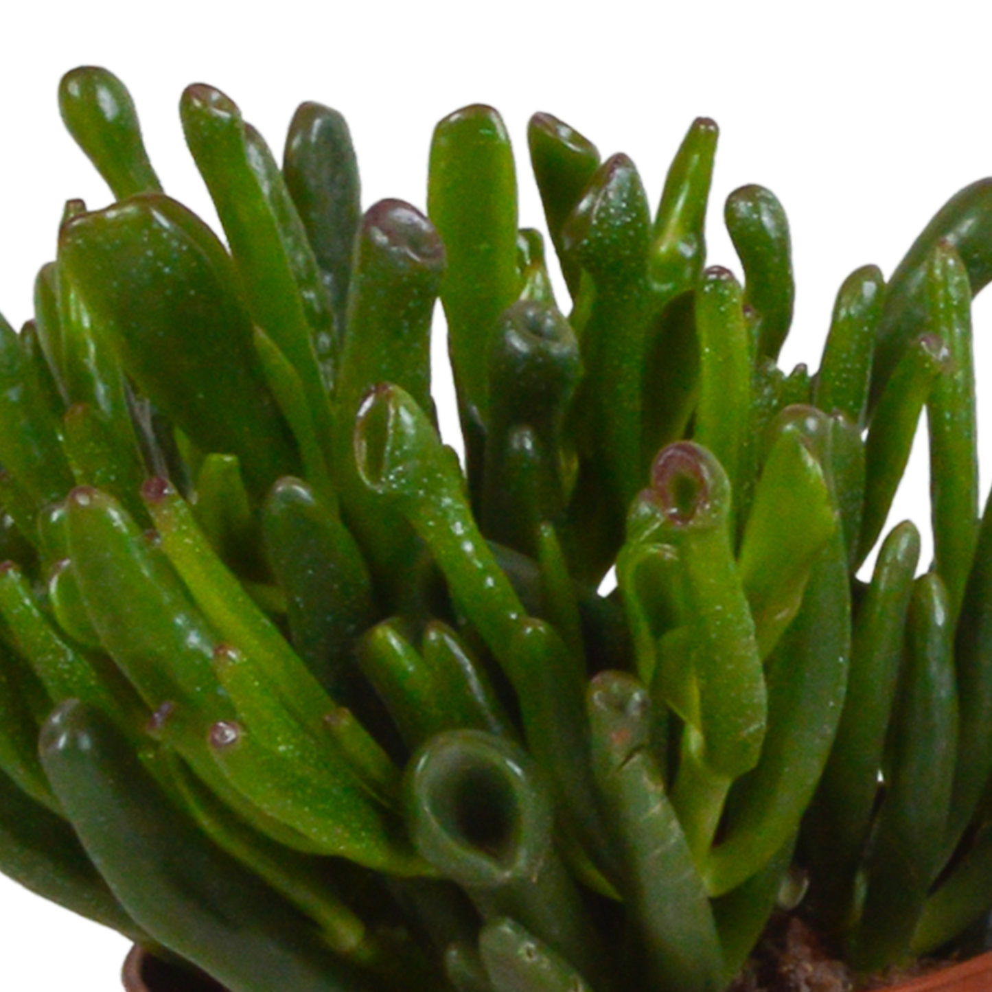 Crassula-Mischung 10,5 cm - 3x - in weißer Topf - Pflanzfix24.de - Pflanzfix24.de