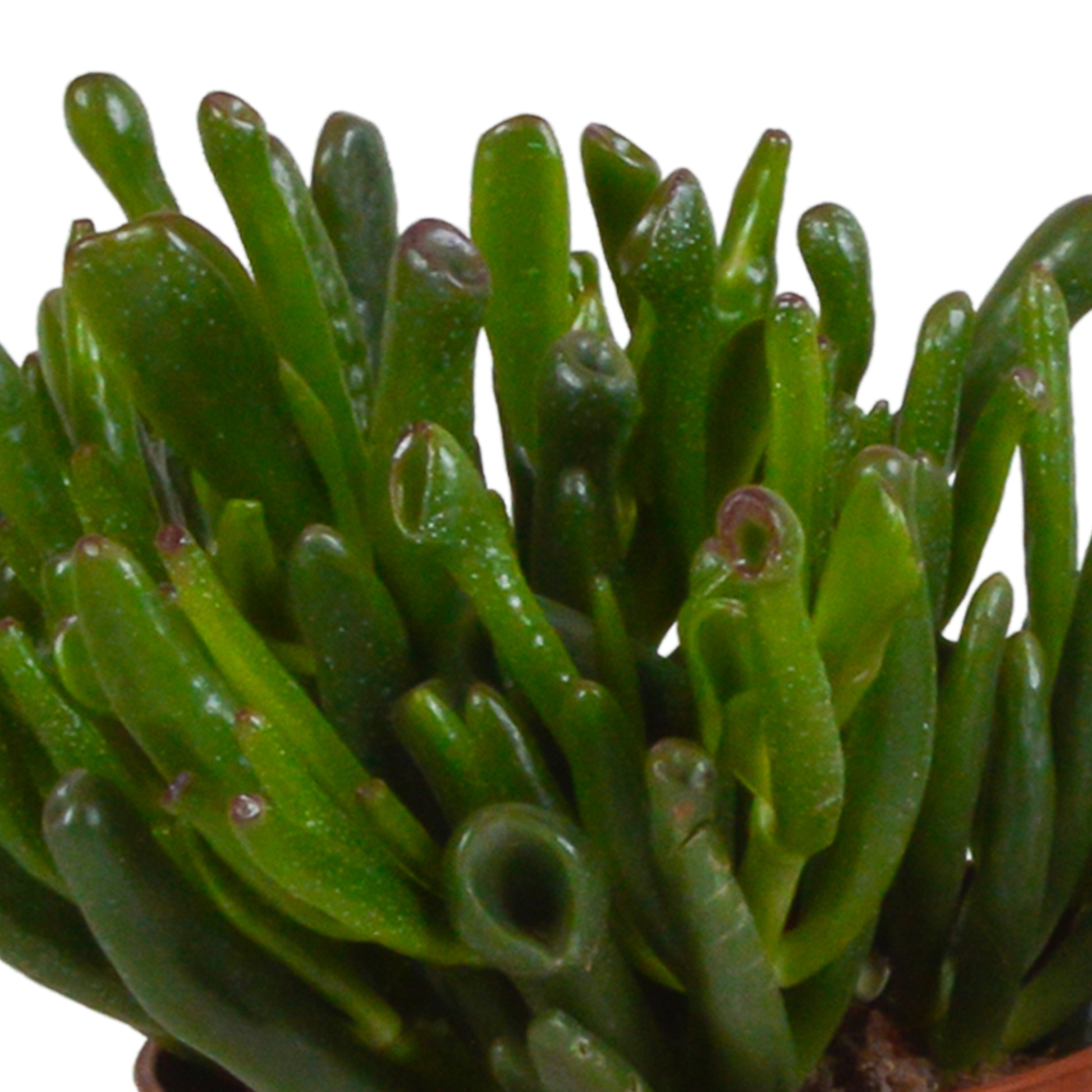 Crassula-Mischung 10,5 cm - 3x - in weißer Topf - Pflanzfix24.de - Pflanzfix24.de