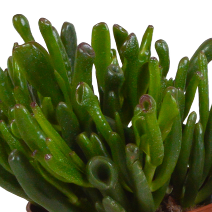 Crassula-Mischung 10,5 cm - 3x - in weißer Topf - Pflanzfix24.de - Pflanzfix24.de