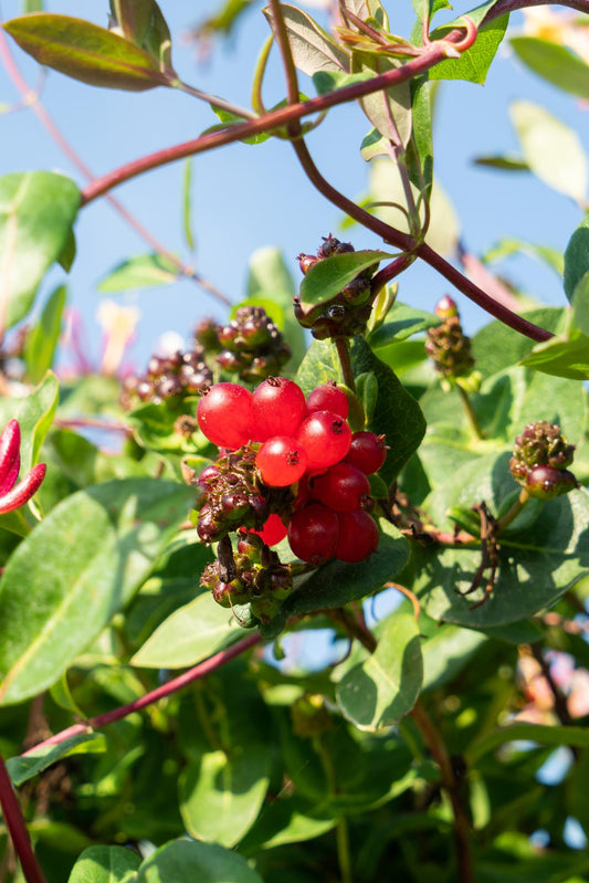 4x - Lonicera periclymenum 'Serotina' - Pflanzfix24.de - Pflanzfix24.de