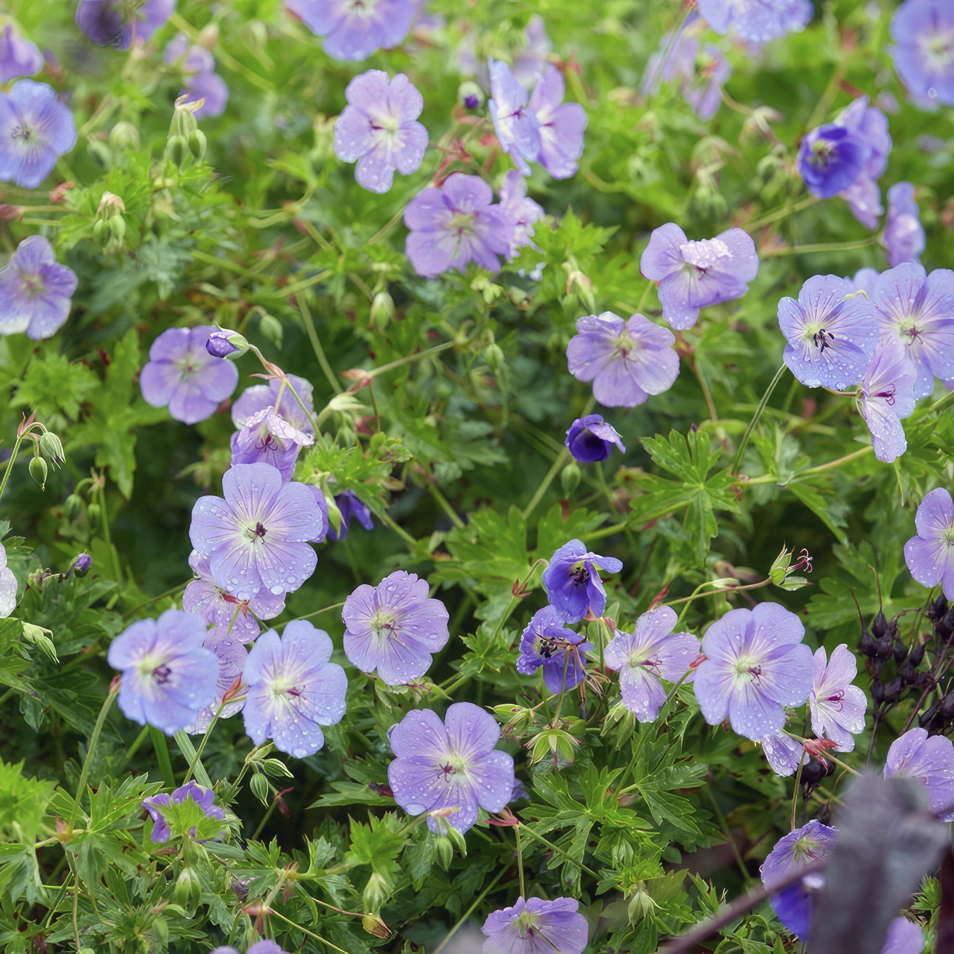 12x Geranium Rozanne – langblühender Bodendecker in Lila | Pflanzfix24.de - Pflanzfix24.de