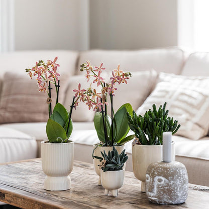 Phalaenopsis Orchidee Rosa-Lila „Congo“ im Diabolo Travertin Topf Ø9cm | Pflanzfix24