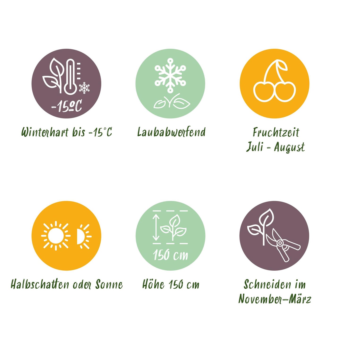 Pflanzfix24 - Himbeerpflanze - Rubus idaeus Fallgold - 2 Pflanzen