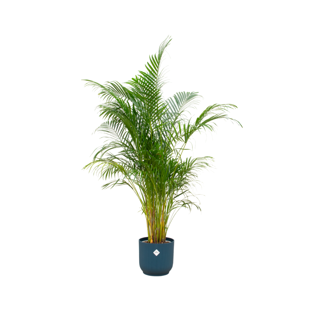 Areca Palme 160cm mit ELHO Vibes Fold Round 30cm blau | Pflanzfix24