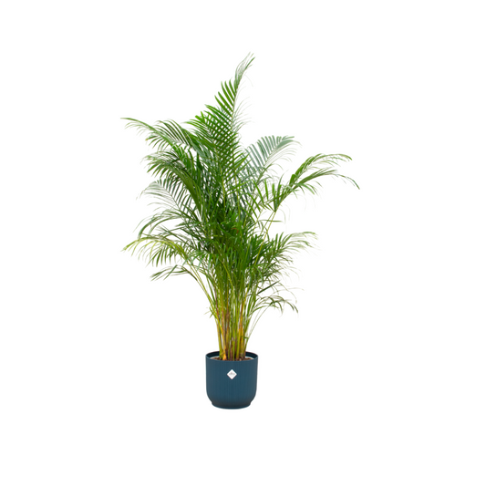 Areca Palme 160cm mit ELHO Vibes Fold Round 30cm blau | Pflanzfix24