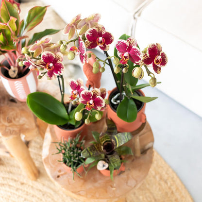 Phalaenopsis Orchidee Spanien Gelb-Rot Ø9cm – Pflanzfix24.de - Pflanzfix24.de