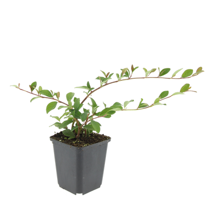 24x Cotoneaster dammeri - ↕10-25cm - Ø9cm bei Pflanzfix24