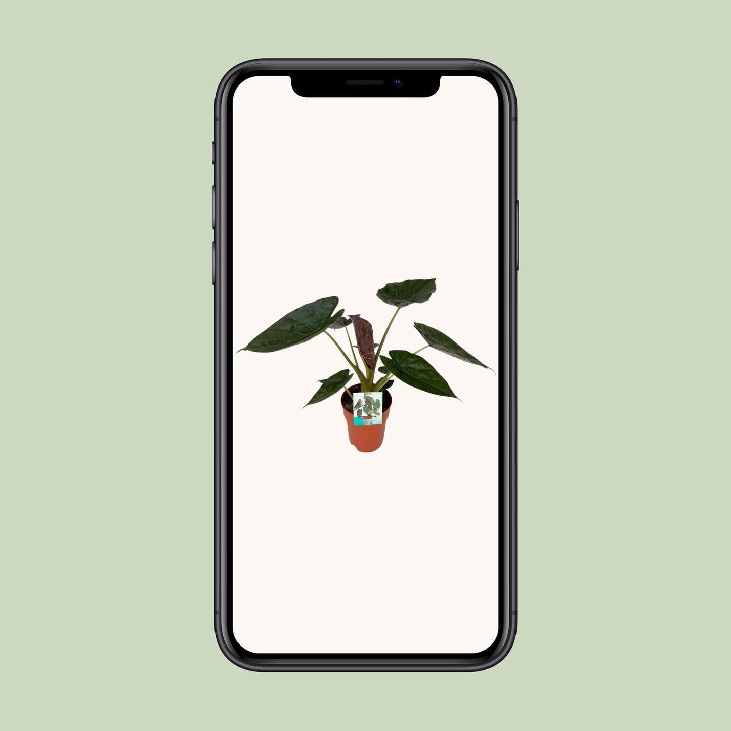 Alocasia Wentii - Ø19cm - ↕85cm - Pflanzfix24.de - Pflanzfix24.de