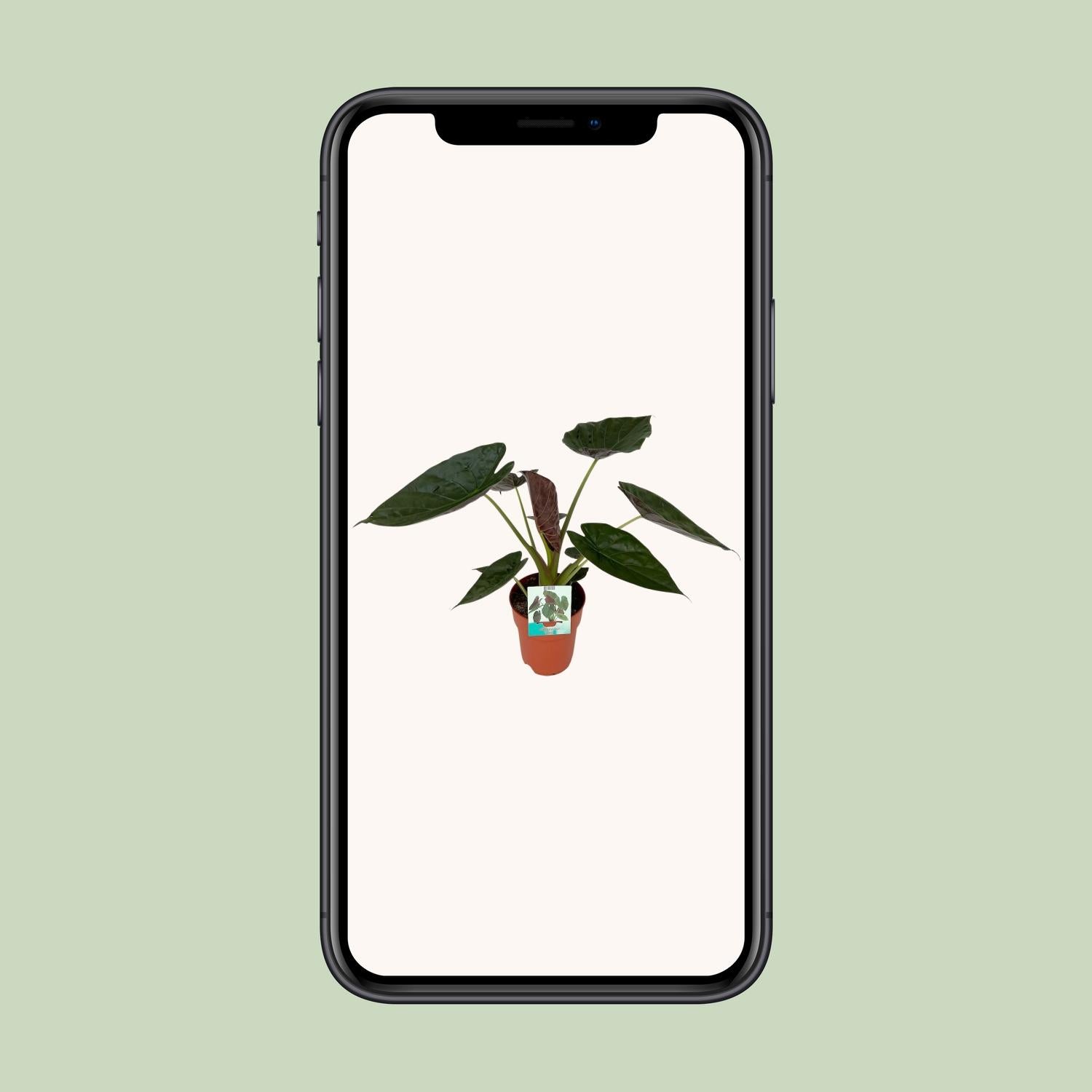 Alocasia Wentii - Ø19cm - ↕85cm - Pflanzfix24.de - Pflanzfix24.de
