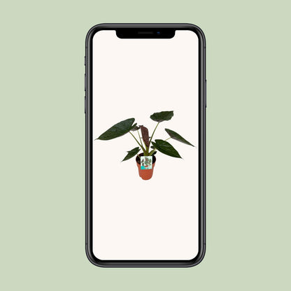 Alocasia Wentii - Ø19cm - ↕85cm - Pflanzfix24.de - Pflanzfix24.de
