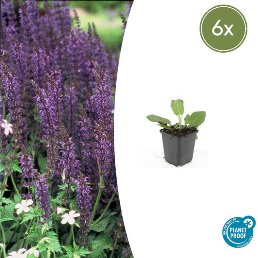 6x Salvia nemorosa 'Mainacht' Ø9cm – Blühende Staude bei Pflanzfix24