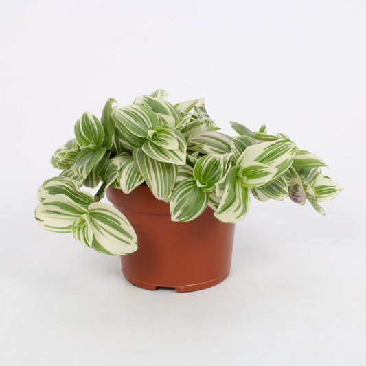 Tradescantia Albiflora Giant White Beach 12cm - Pflanzfix24