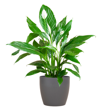 Spathiphyllum 80 cm weiß im Viber-Topf – Pflanzfix24.de - Pflanzfix24.de