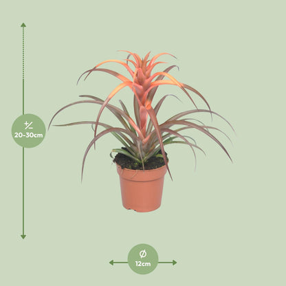Tillandsia Capitata - Ø12cm - ↕30cm - Pflanzfix24