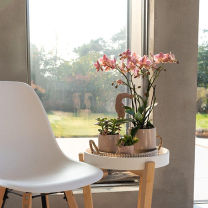 Phalaenopsis Orchidee Jewel Treviso Altrosa Ø12cm – 4 Zweige | Pflanzfix24.de - Pflanzfix24.de