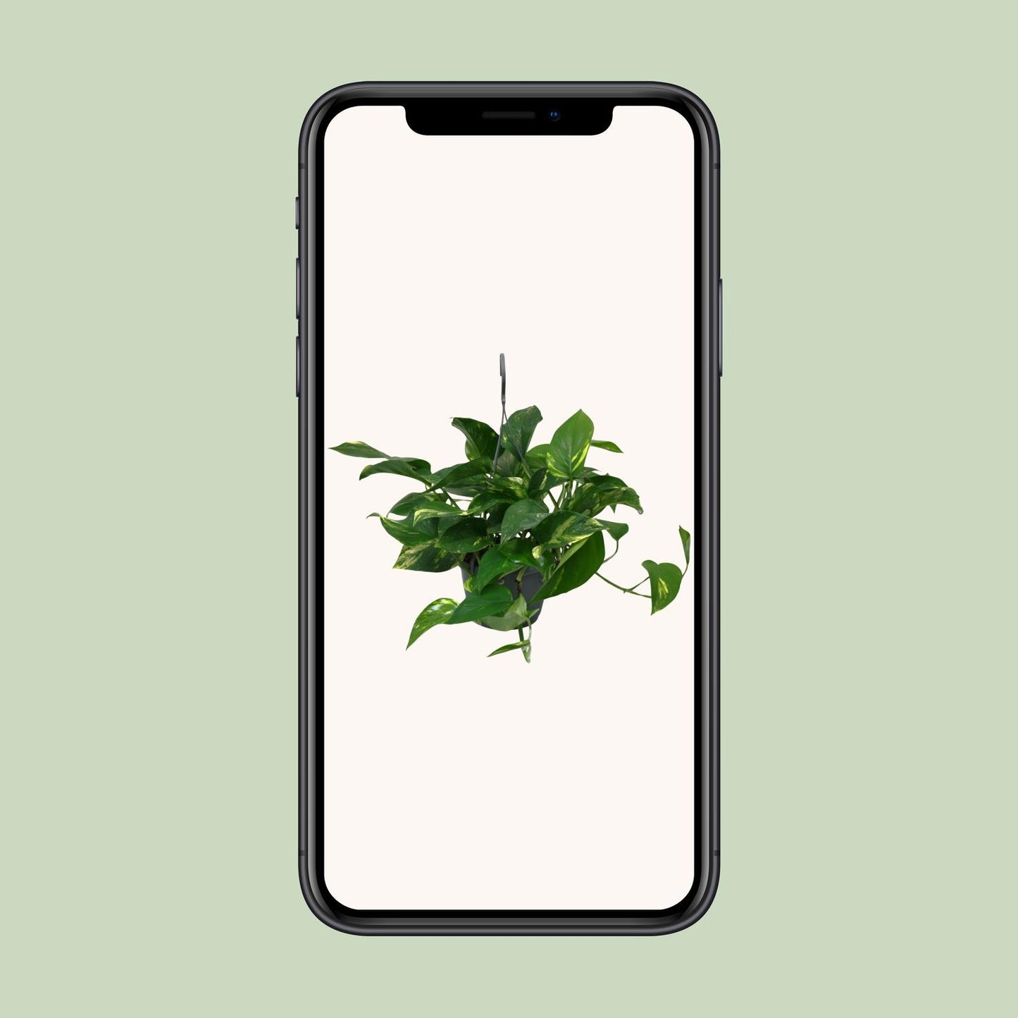 Scindapsus Epipremnum 45cm – Ø15cm Topf – Pflanzfix24.de - Pflanzfix24.de