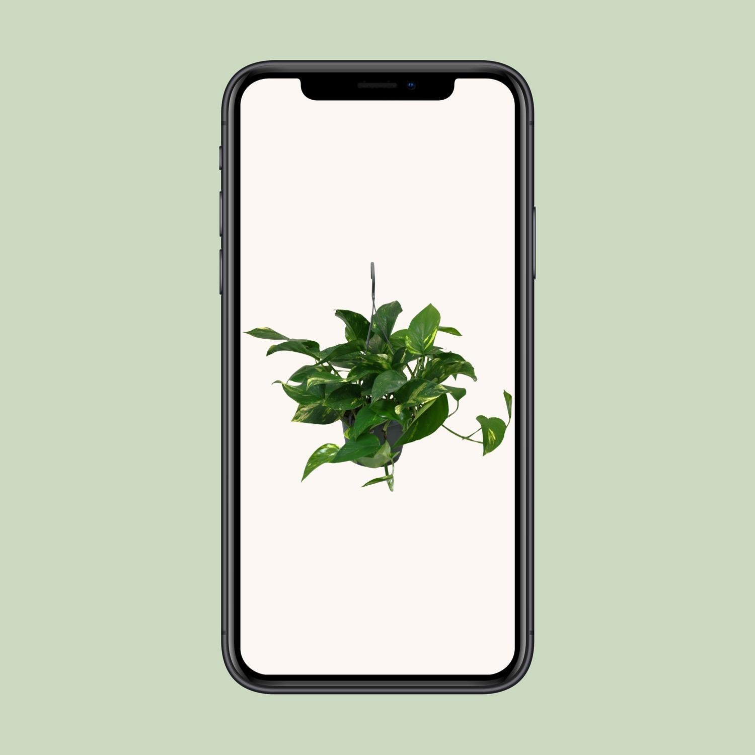 Scindapsus Epipremnum 45cm – Ø15cm Topf – Pflanzfix24.de - Pflanzfix24.de