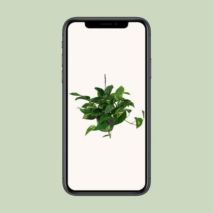 Scindapsus Epipremnum 45cm – Ø15cm Topf – Pflanzfix24.de - Pflanzfix24.de