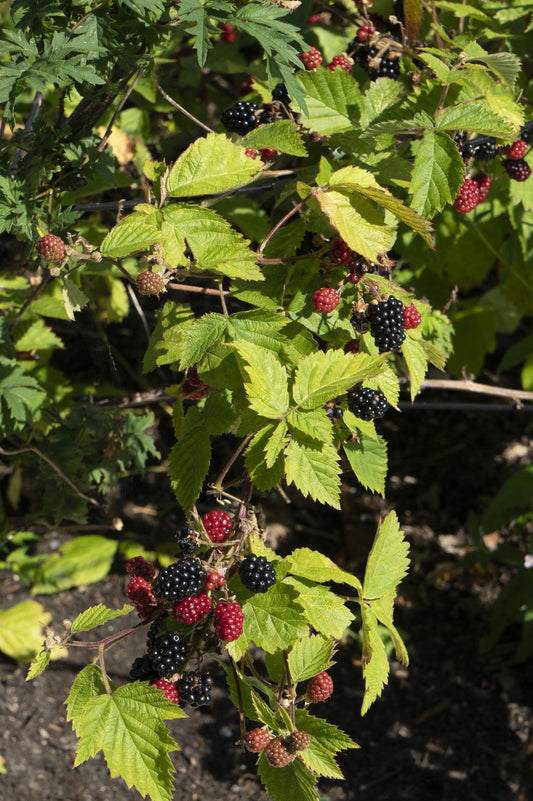 Rubus fruticosus Black Satin Ø13cm – dornenlose Brombeere | Pflanzfix24.de - Pflanzfix24.de