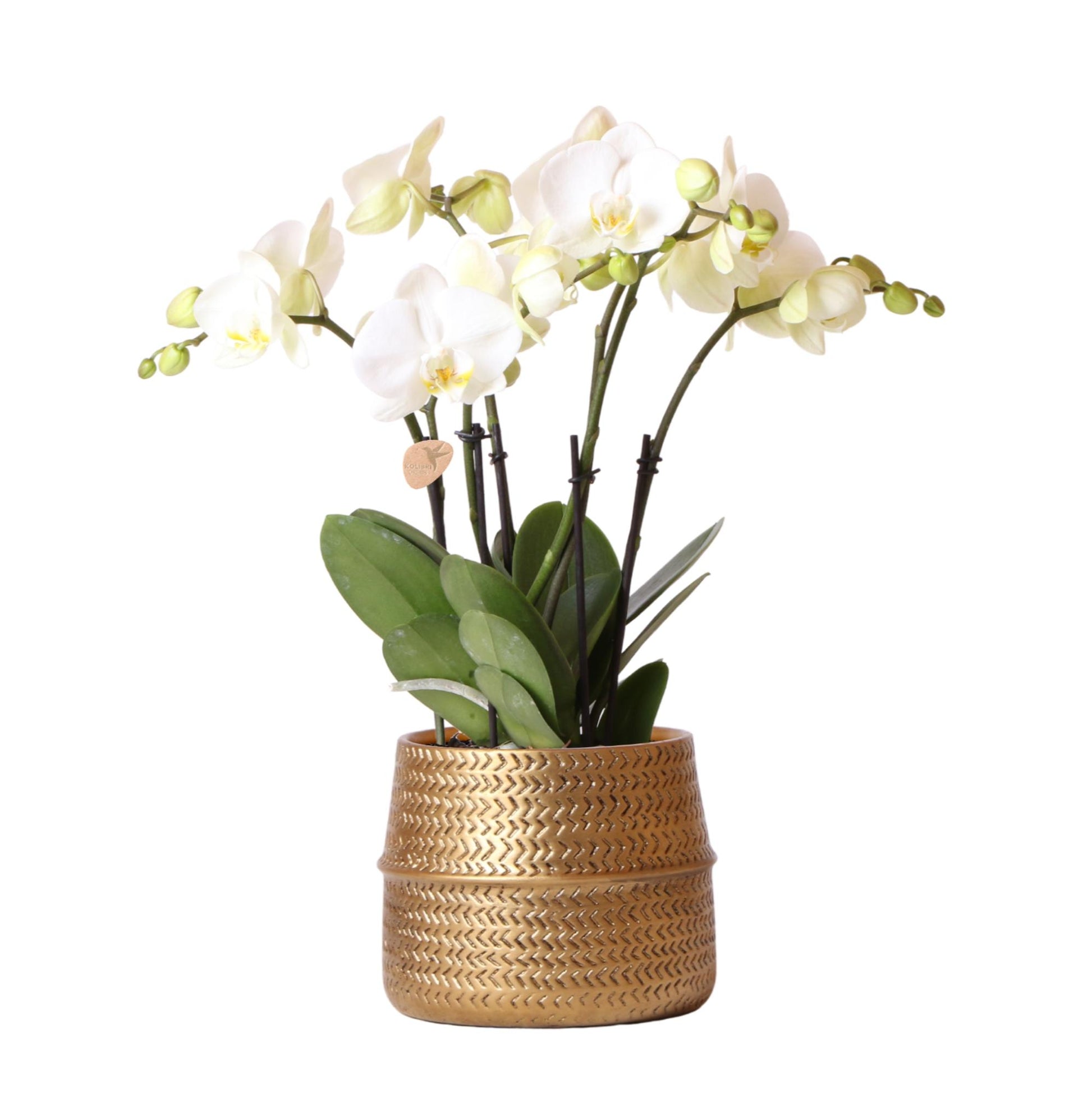 Phalaenopsis Orchidee Jewel Weiß im Groove-Topf – Pflanzfix24.de - Pflanzfix24.de