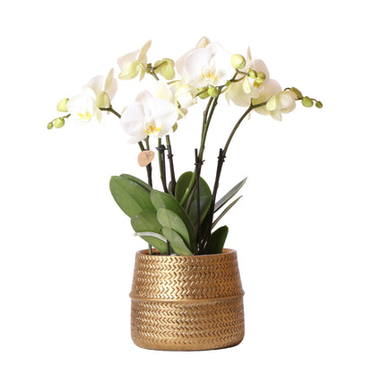 Phalaenopsis Orchidee Jewel Weiß im Groove-Topf – Pflanzfix24.de - Pflanzfix24.de