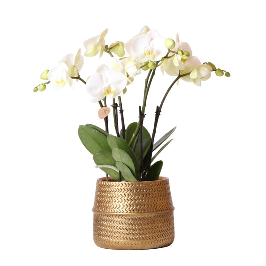 Phalaenopsis Orchidee Jewel Weiß im Groove-Topf – Pflanzfix24.de - Pflanzfix24.de