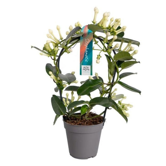 Stephanotis Boog 11-12 Tros P12 - Pflanzfix24