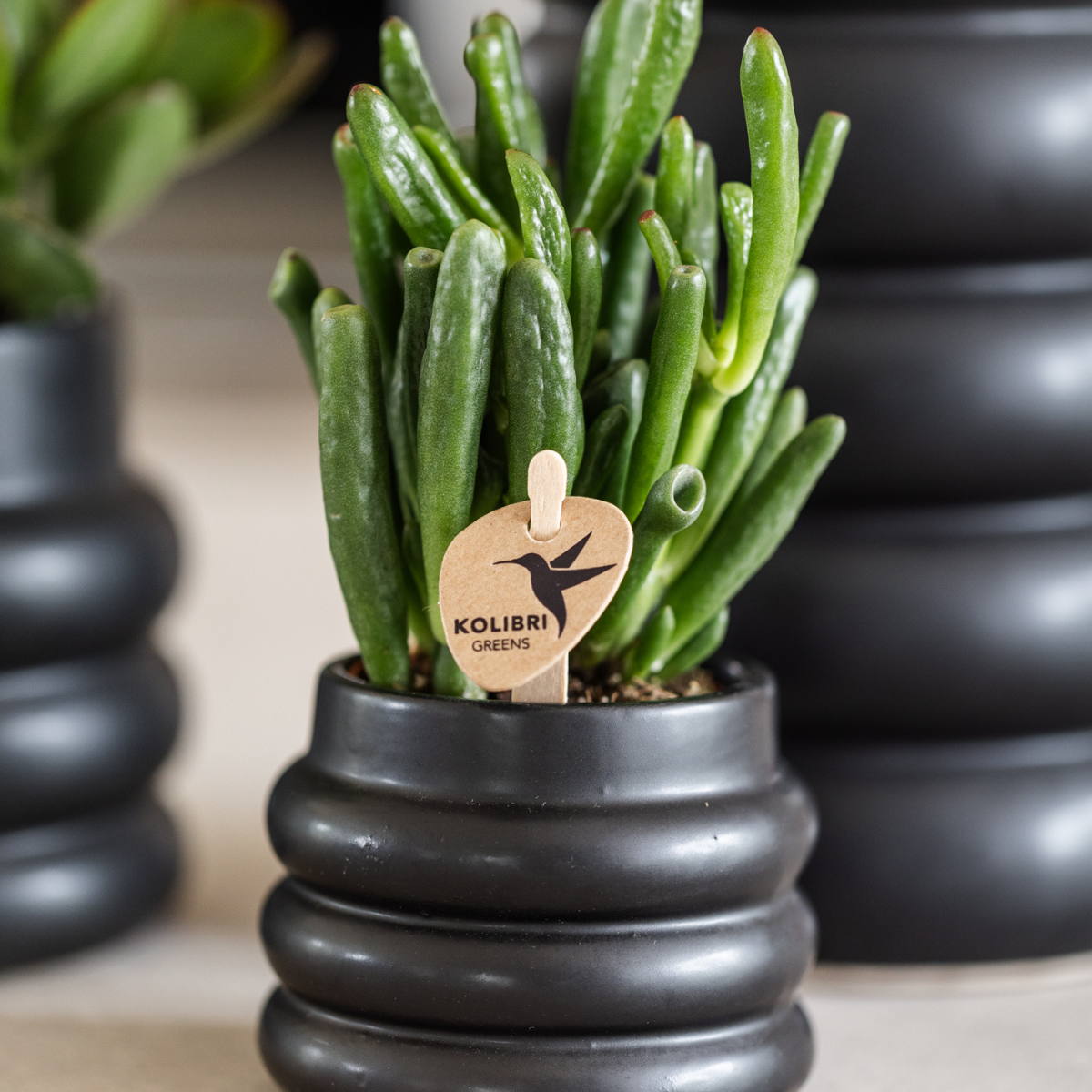 Crassula Hobbit Ø6 cm – Pflanzfix24.de - Pflanzfix24.de