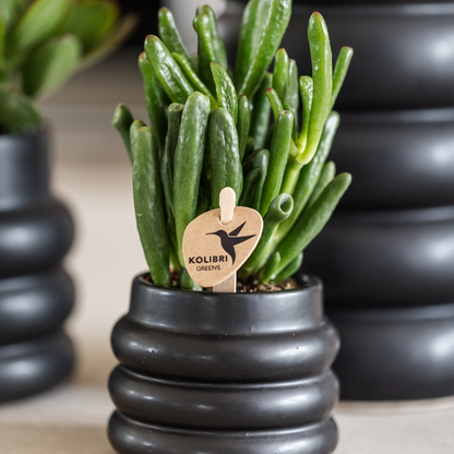 Crassula Hobbit Ø6 cm – Pflanzfix24.de - Pflanzfix24.de