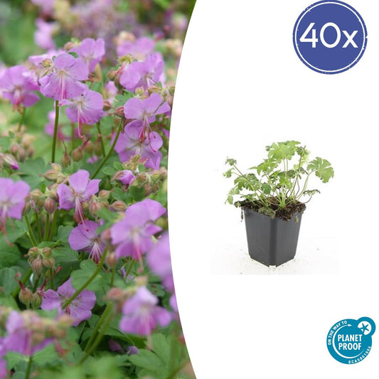 40x Geranium cant. 'Cambridge' - Pflanzfix24.de - Pflanzfix24.de