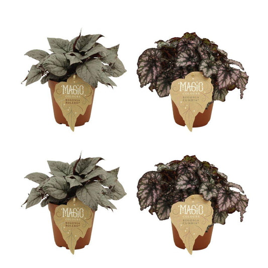 4er Set Begonia Rex Bolero & Cumbia - Ø12cm - ↕25cm - Pflanzfix24