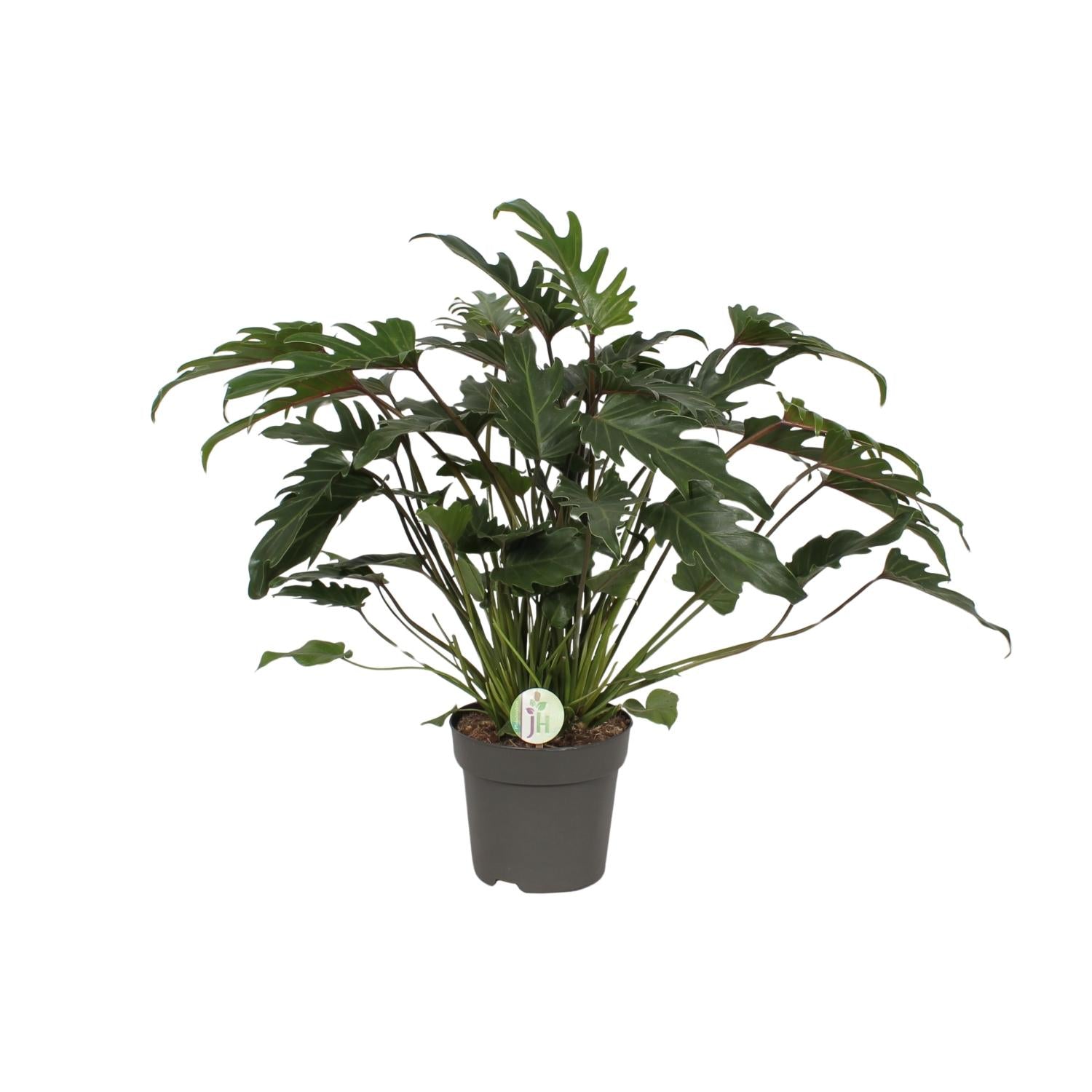 Philodendron Xanadu Ø21cm – Üppige Zimmerpflanze | Pflanzfix24.de - Pflanzfix24.de