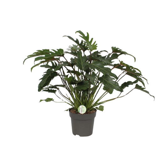 Philodendron Xanadu Ø21cm – Üppige Zimmerpflanze | Pflanzfix24.de - Pflanzfix24.de