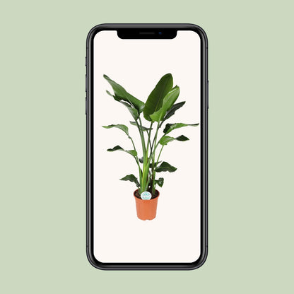 Strelitzia Nicolai - Ø27cm - ↕140cm von Pflanzfix24
