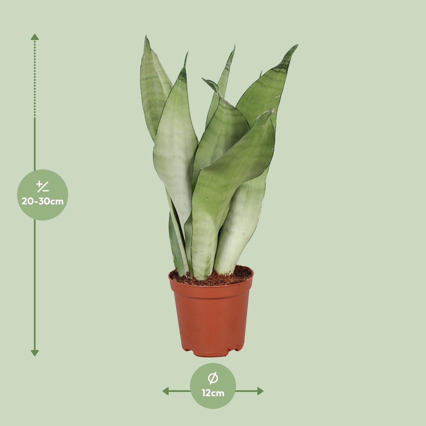Sansevieria Trifasciata Moonshine - Ø12cm - ↕30cm - Pflanzfix24