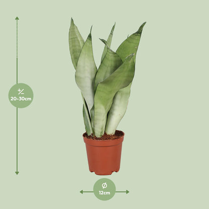Sansevieria Trifasciata Moonshine - Ø12cm - ↕30cm - Pflanzfix24
