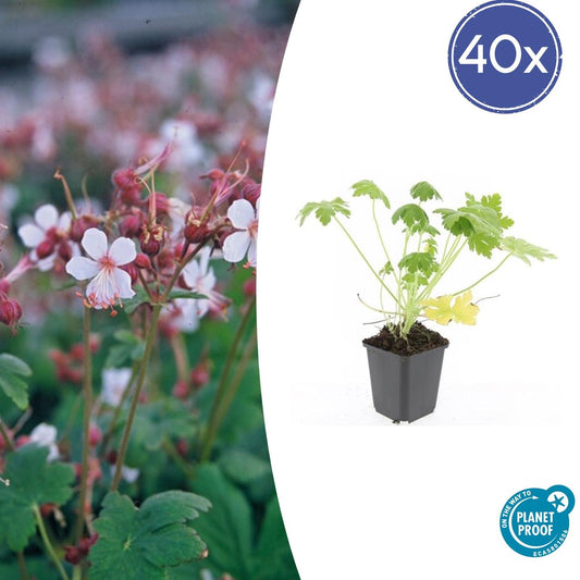 Geranium macr. 'Spessart' - 10-25cm - pflanzfix24