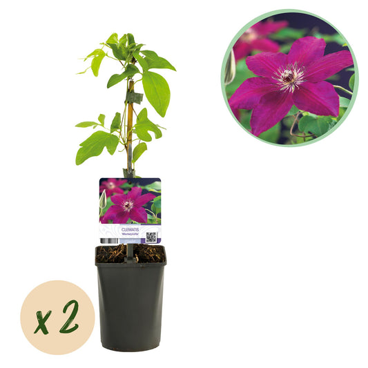 Clematis Westerplatte Kletterpflanze - 2 Pflanzen - Topf 11cm - Pflanzfix24.de - Pflanzfix24.de