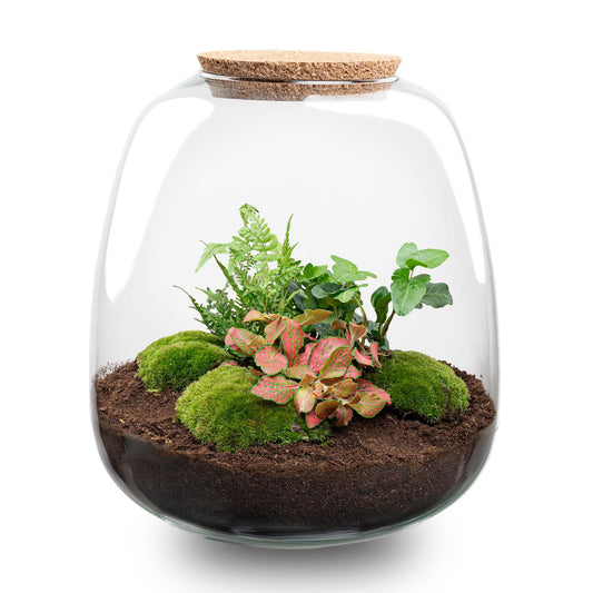 Plant Terrarium Emma DIY Kit Ø 23 cm – Hedera Red | Pflanzfix24.de - Pflanzfix24.de