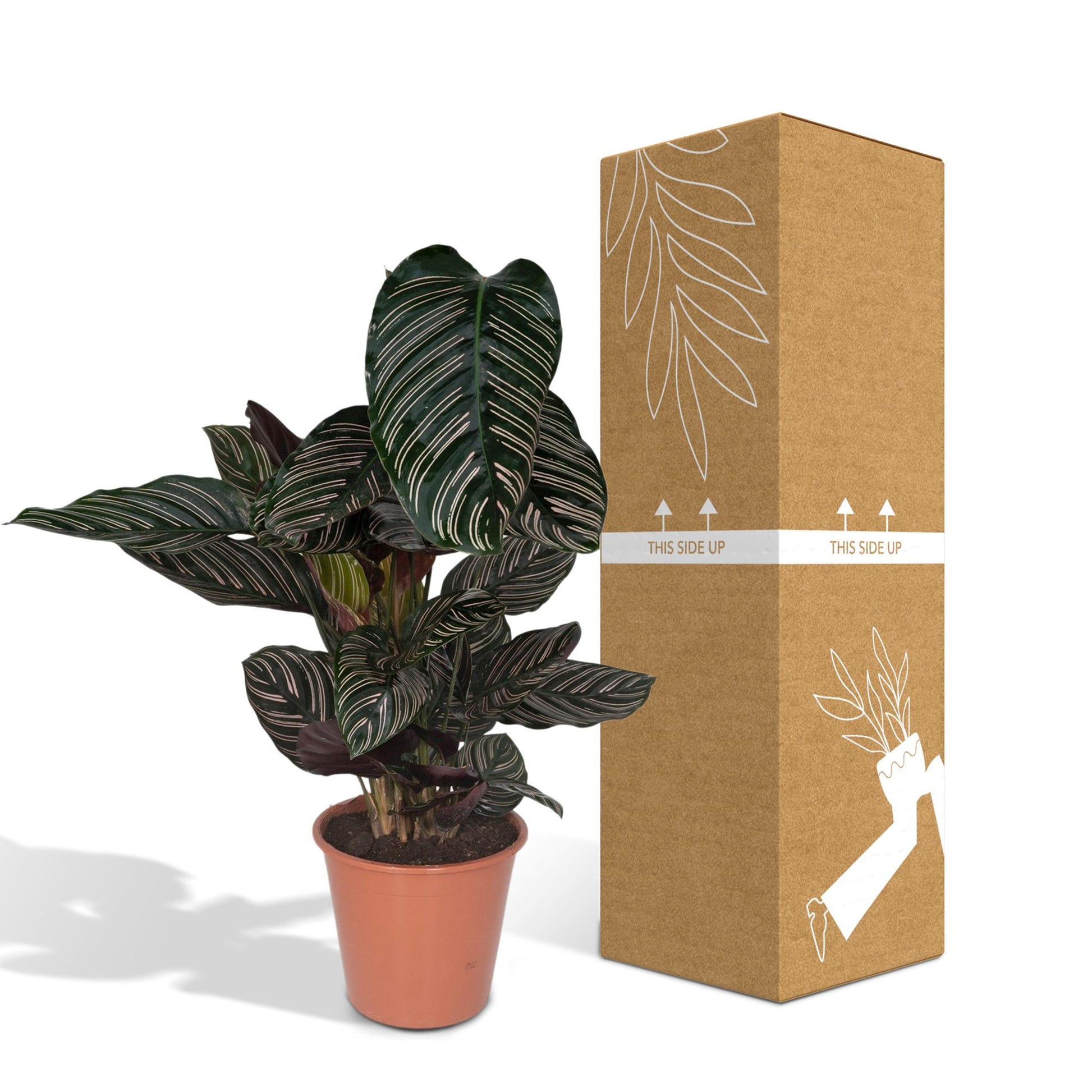 Calathea Ornata - Ø19cm - ↕75cm bei Pflanzfix24.de - Pflanzfix24.de