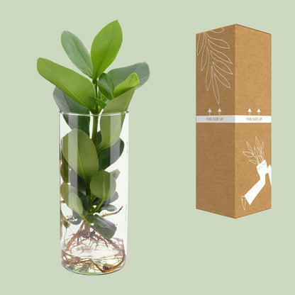 Clusia In Cylinder Glas - Ø12cm - ↕30cm - Pflanzfix24.de - Pflanzfix24.de