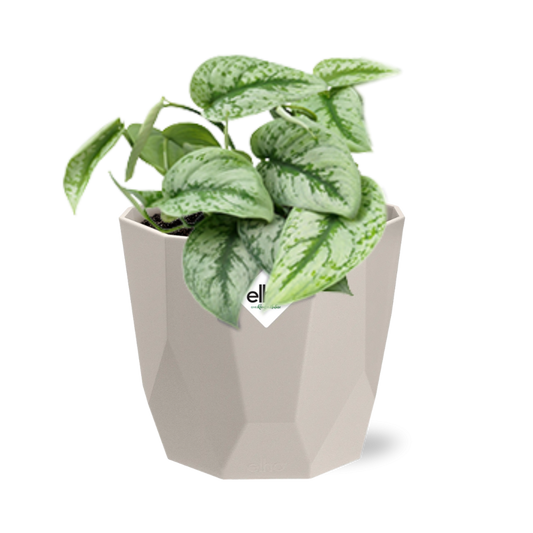 Scindapsus Pictus 'Trebie' in ELHO b.for rock 14 cm warm grey - Pflanzfix24