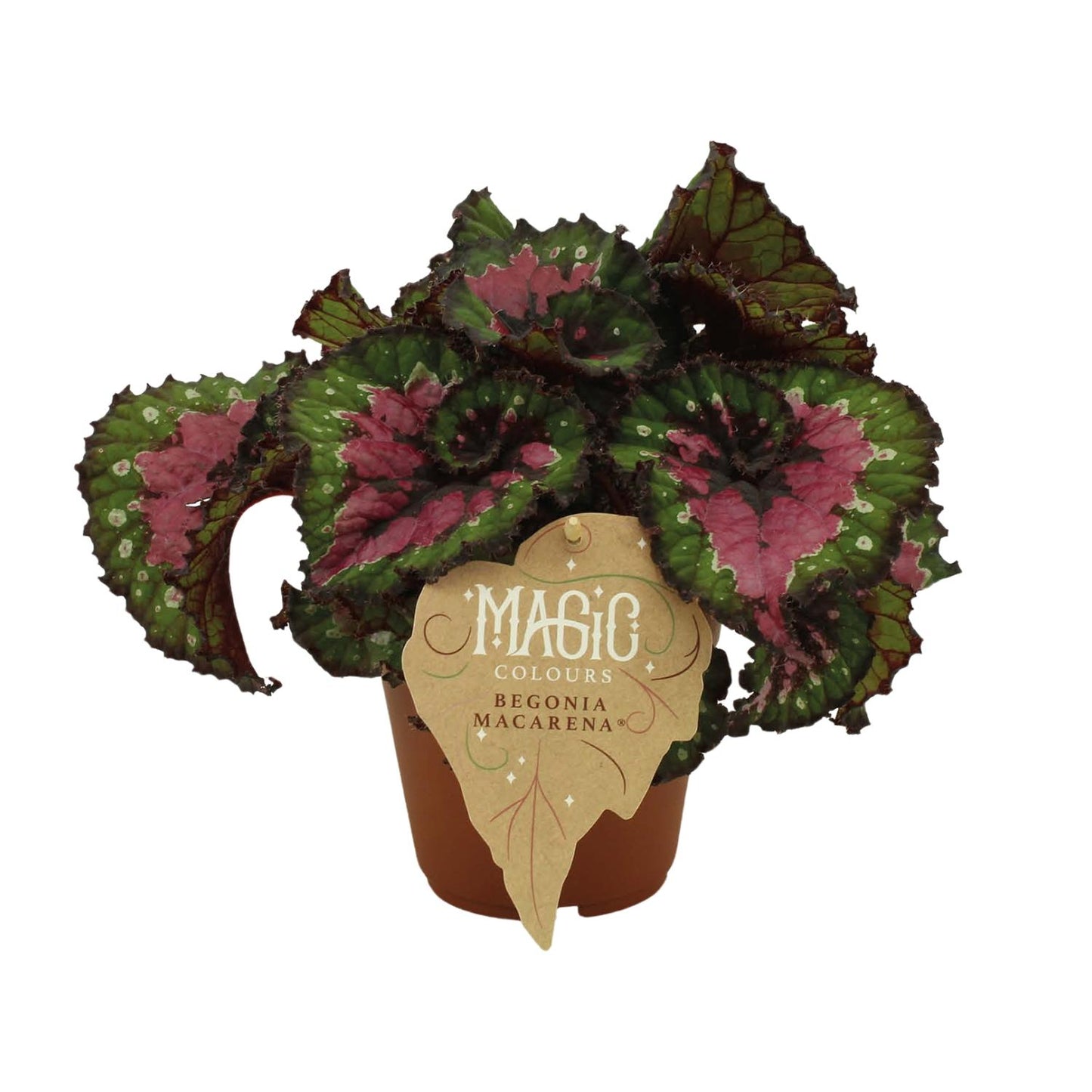 Begonia Rex Macarena - Ø12 ↕25 von Pflanzfix24