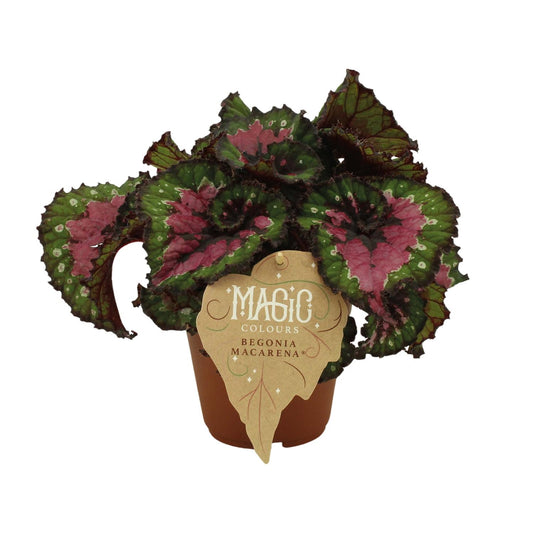 Begonia Rex Macarena - Ø12 ↕25 von Pflanzfix24