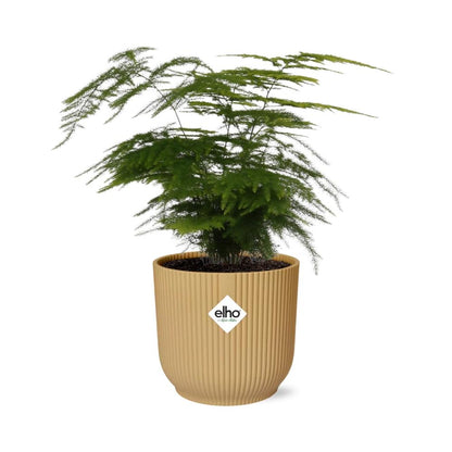 Asparagus Setaceus ‘Plumosus’ in ELHO Vibes Fold 14cm geel - Pflanzfix24