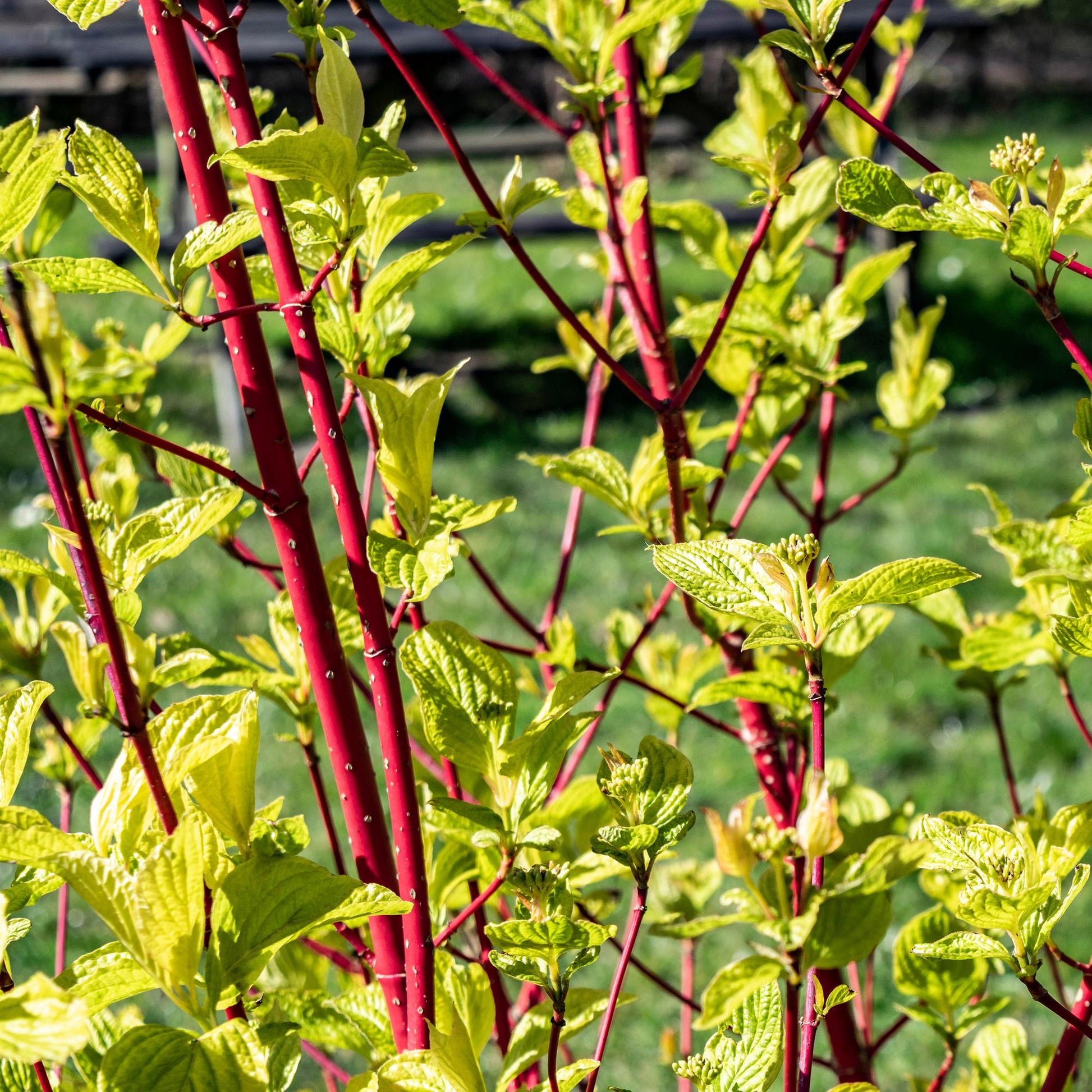 Cornus sibirica - Rote Zweige - 1 Pflanze - Wenig Pflege - Topf 17cm Höhe 45cm - Pflanzfix24.de - Pflanzfix24.de