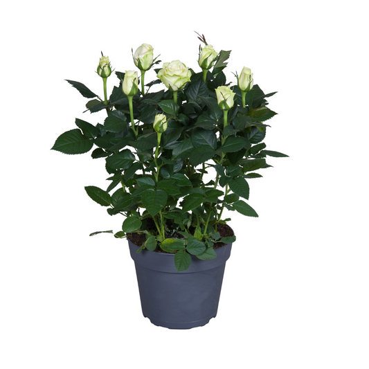 Topfrose Rosa wit Ø17cm | Pflegeleicht | Pflanzfix24.de - Pflanzfix24.de