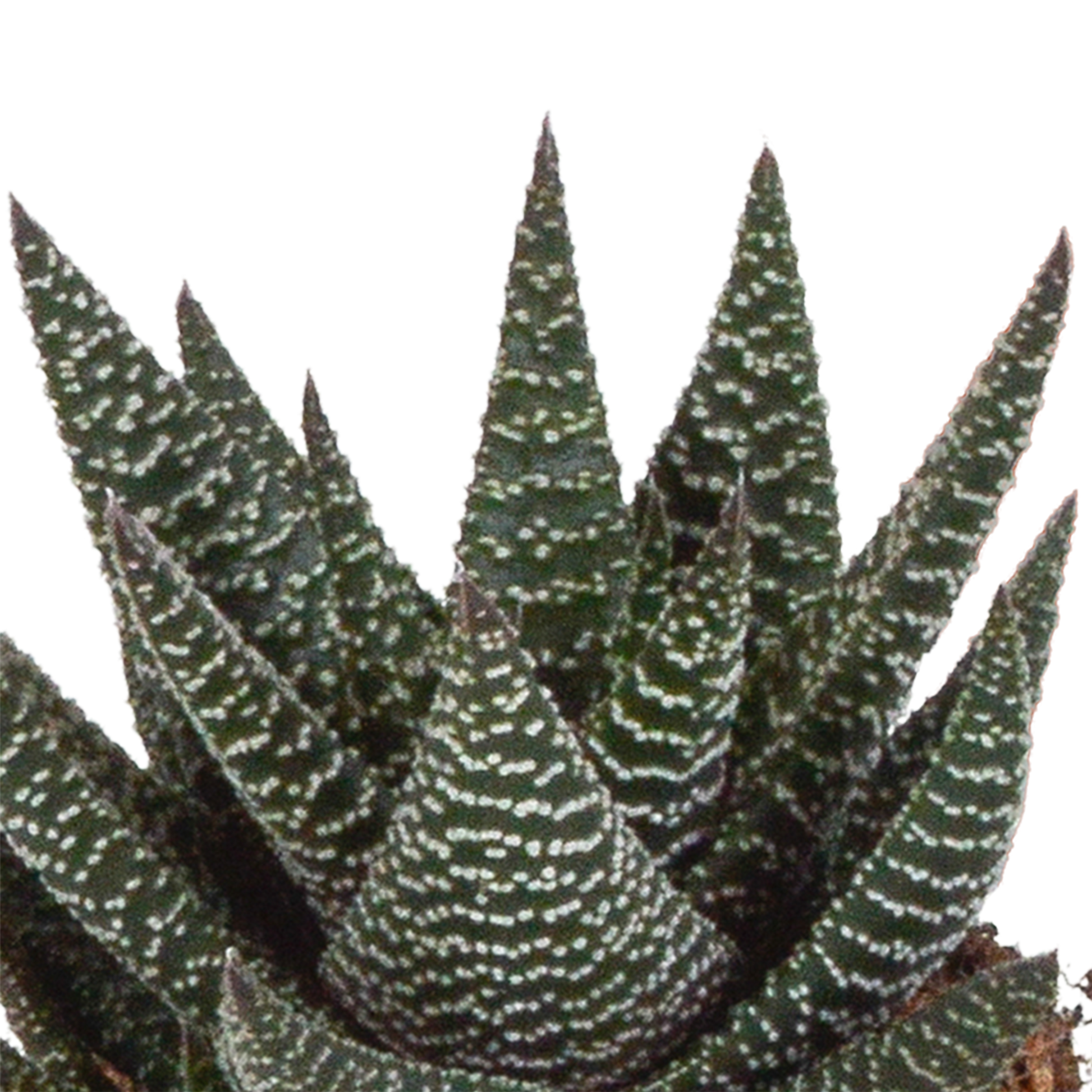 Gasteria/Haworthia-Mischung 8,5cm - 3x - in witte pot - Pflanzfix24.de - Pflanzfix24.de