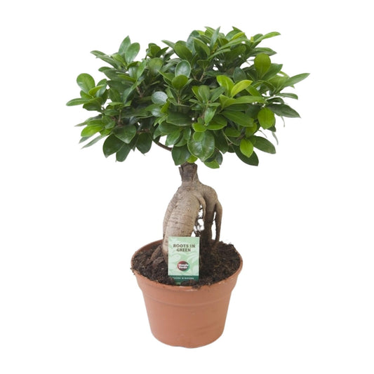 Ficus Ginseng - Ø17cm - ↕40cm von Pflanzfix24