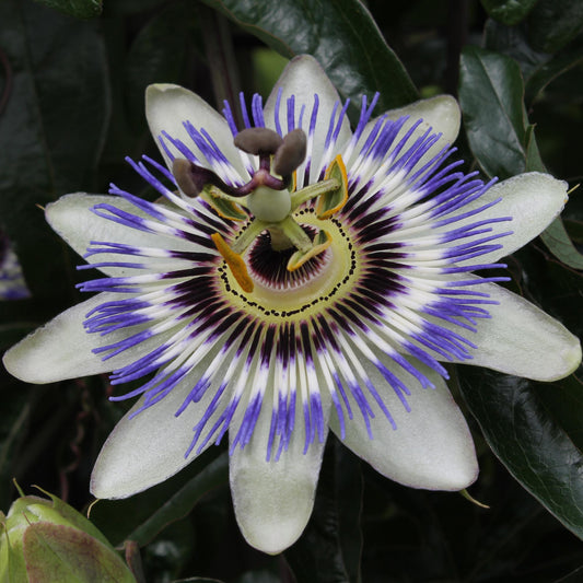 Passiflora caerulea Blau Ø15cm – Winterharte Kletterpflanze | Pflanzfix24.de - Pflanzfix24.de